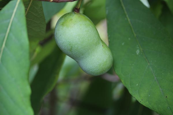 FruchtpflanzenWinterhart7