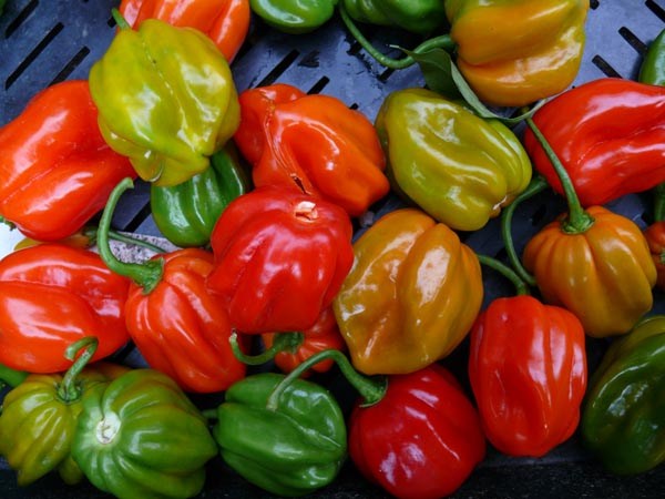 GemPfl0041CapsicumchinenseHabaneroRot