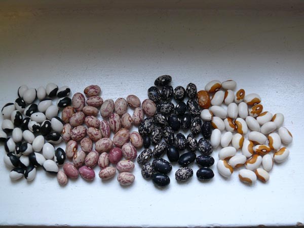 GemPfl0180PhaseolusvulgarisDiverseSchmuckbohnen