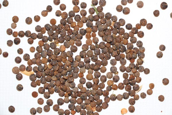 GemPfl0331LensculinarisMarmorierte