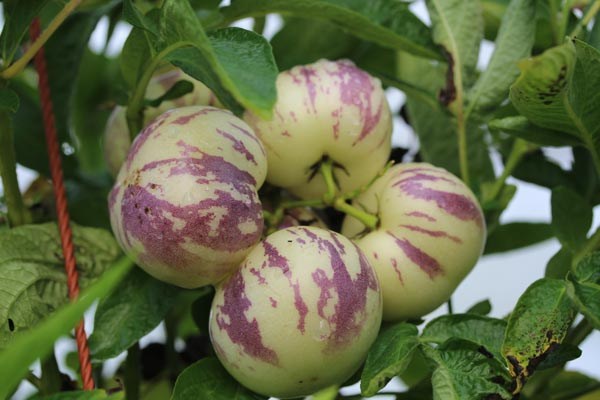 GemPfl0452Solanummuricatum