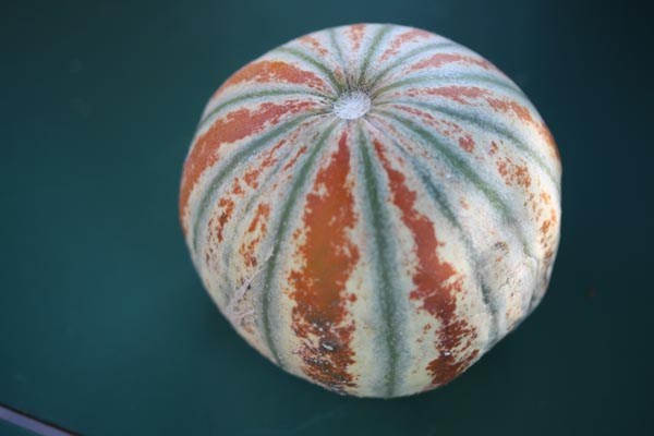 GemPfl0555CucumismeloKajari2