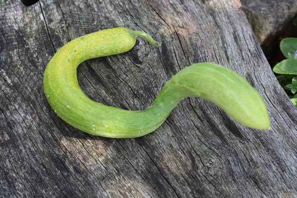 GemPfl0569CucumissativusYamato3Feet