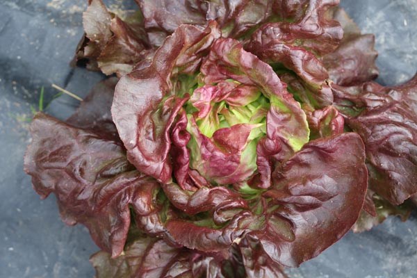 GemPfl0701LactucasativaPicholine