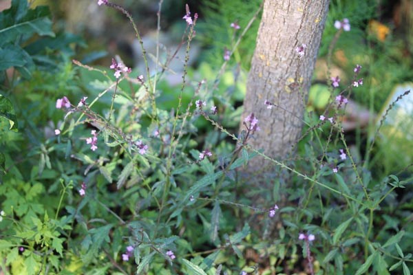 GemPfl0710Verbenaofficinalisvar.grandifloraBrampton4