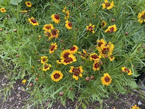 GemPfl0717Coreopsistinctoria2