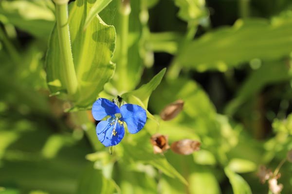 SommerblumenUeberwintern9