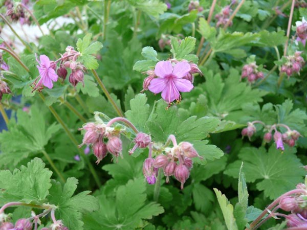 St0126GeraniummacrorrhizumIngwersen