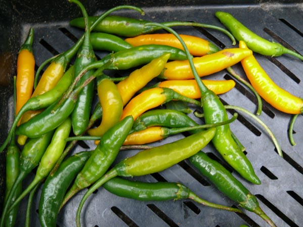 Capsicum baccatum (Chili, 'Criolla Sella')