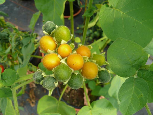 Cyphomandra abutiloides (Brasilianischer Samtpfirsich)