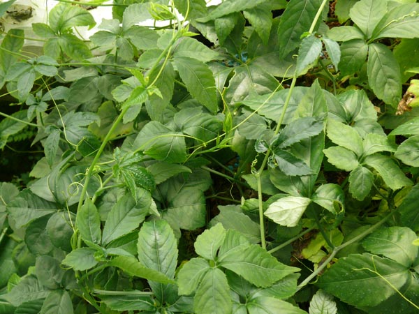 Gynostemma pentaphyllum (Jiaogulan)