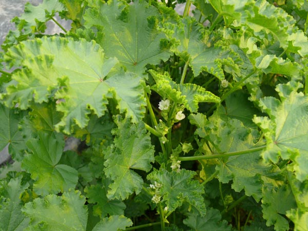 Malva verticillata (Malve, Speise-)