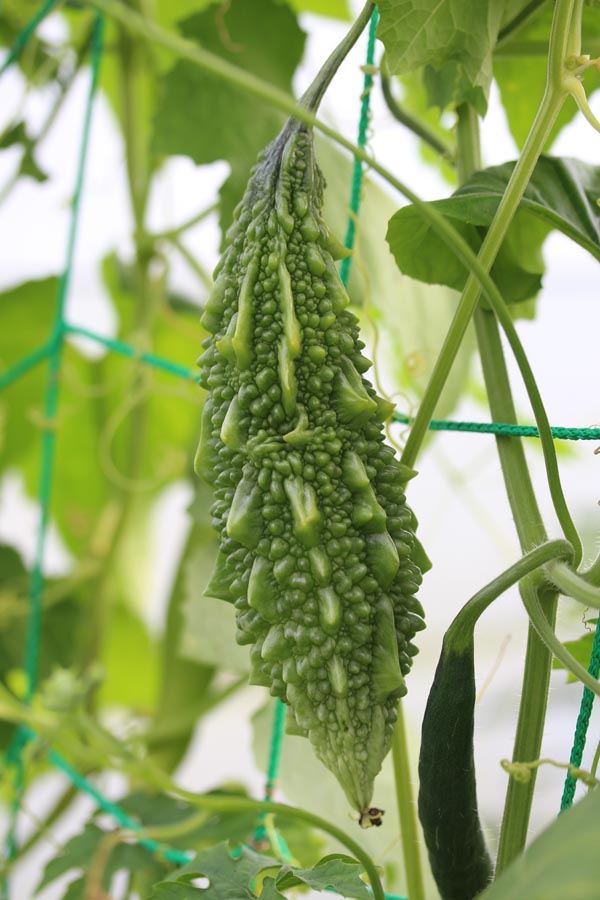 Momordica charantia (Bittermelone)