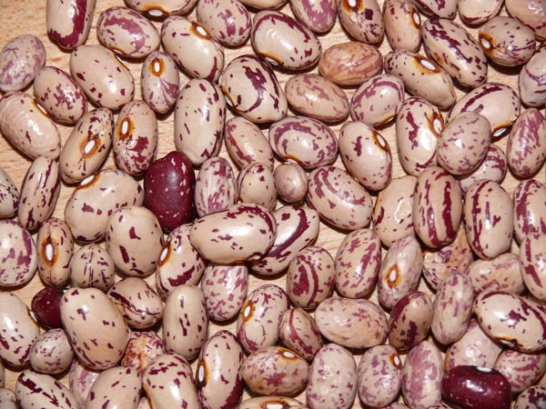 Phaseolus vulgaris (Bohne 'Borlotto Lingua di Fuoco')