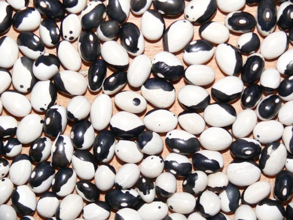Phaseolus vulgaris (Bohne, Schmuck-, 'Ying & Yang')