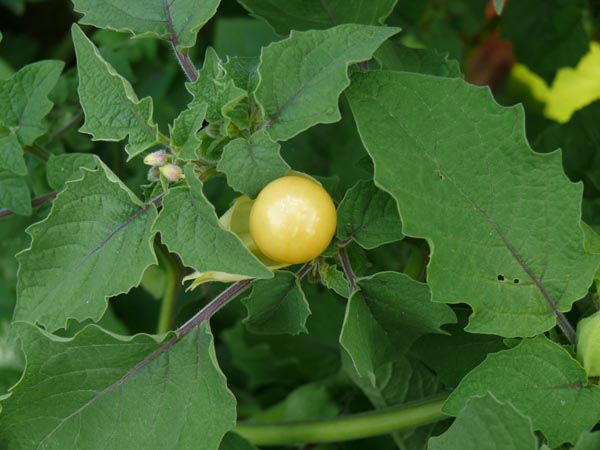 Physalis pruinosa (Ananaskirsche)