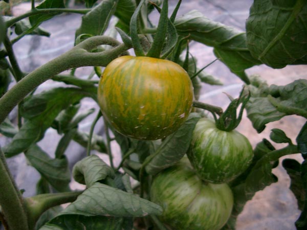 Solanum lycopersicum (Tomate, 'Green Zebra')
