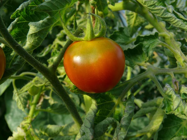 Solanum lycopersicum (Tomate, 'Resi')