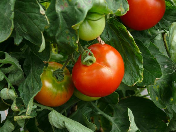 Solanum lycopersicum (Tomate, 'Dubok')