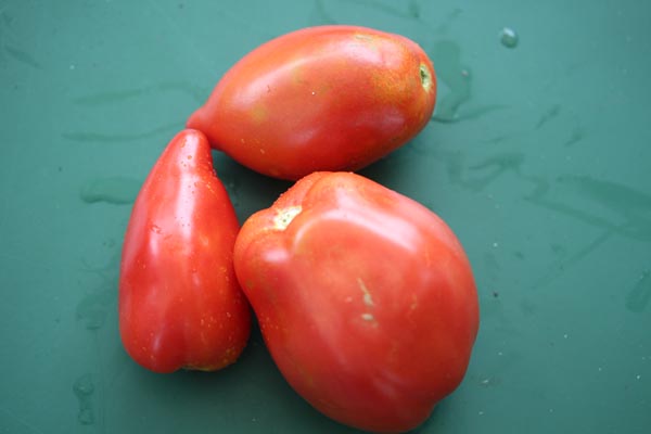 Solanum lycopersicum (Tomate, 'Howard German')