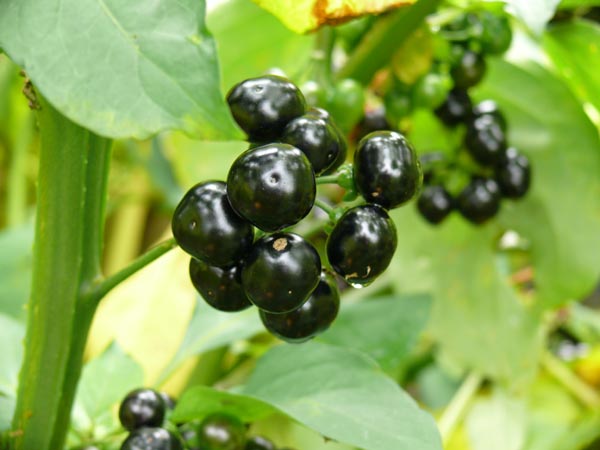 Solanum melanocerasum (Huckleberry, 'Guineense')