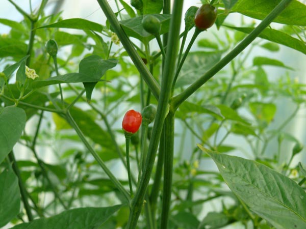 Capsicum baccatum (Chili, 'Bird Aji')