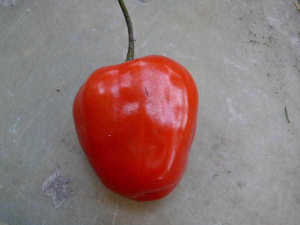 Capsicum pubescens (Chili, 'Rocoto' red)