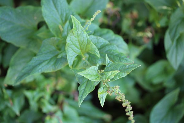 Chenopodium bonus-henricus (Guter Heinrich)