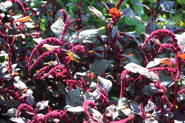 Amaranthus cruentus x powellii (Amaranth, 'Hopi Red Dye')