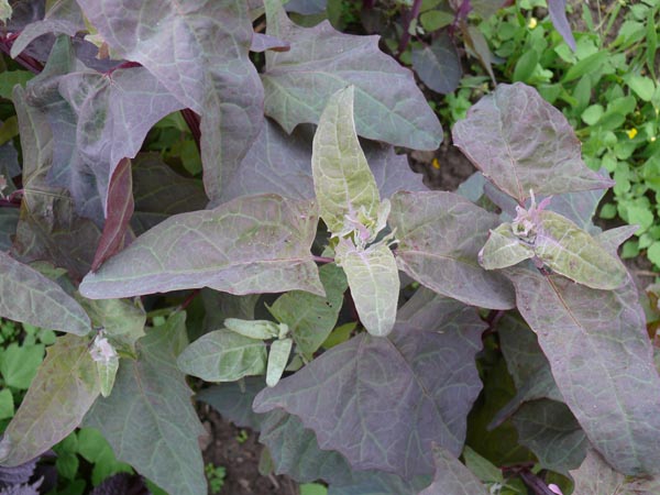 Atriplex hortensis var. rubra (Rote Melde)