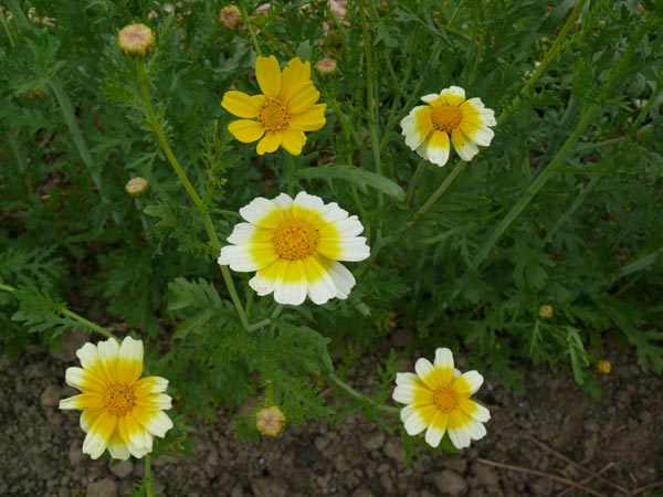 Chrysanthemum coronarium (Speise-Chrysantheme, 'Shungiku')