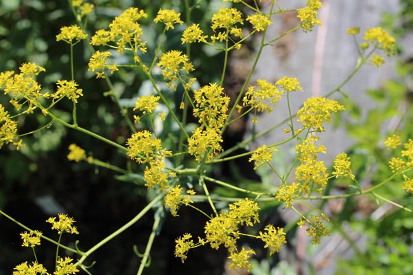 Isatis tinctoria (Färberwaid)