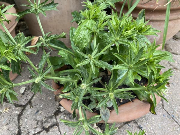Eryngium foetidum (Mexikanischer Koriander)