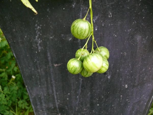 Solanum caripense (Tzimbalo)