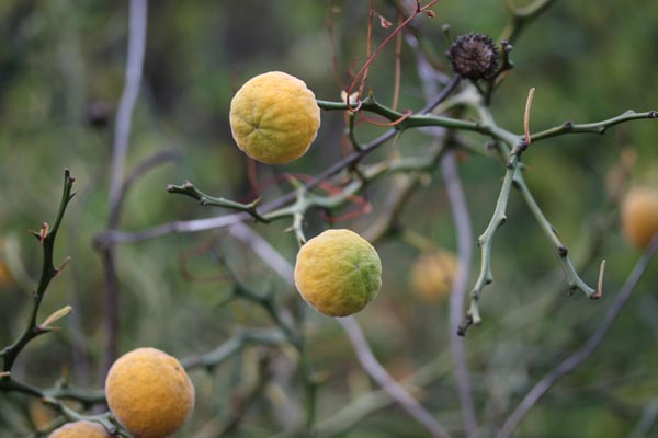 Poncirus trifoliata (Bitterorange)
