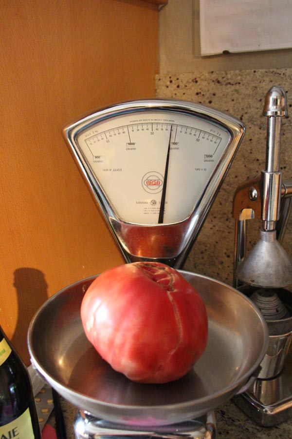 Solanum lycopersicum (Tomate, 'Riesen')