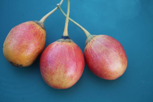 Cyphomandra betacea (Tamarillo)