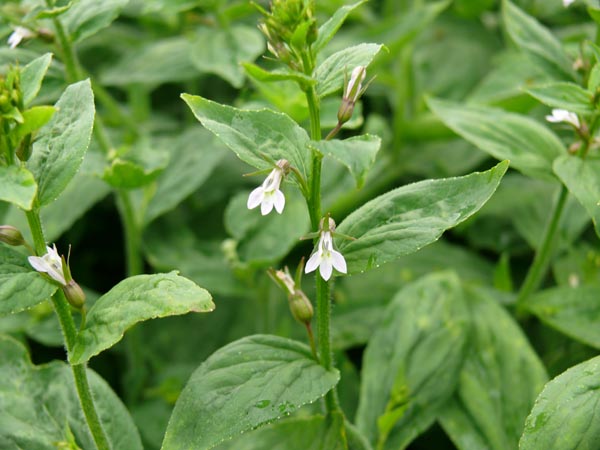 Lobelia inflata (Aufgeblasene Lobelie)