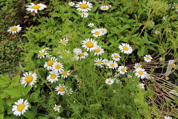 Anacyclus pyrethrum (Römischer Bertram)