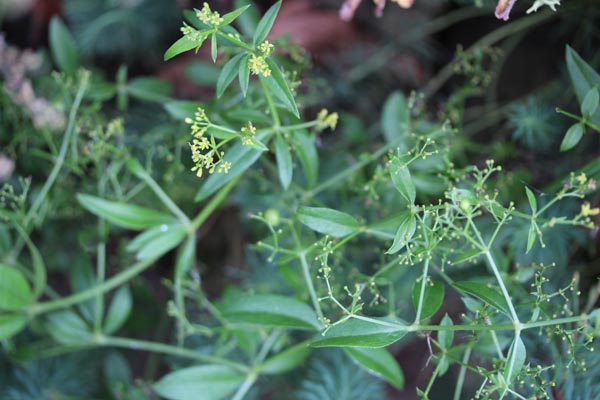 Rubia tinctorum (Färberkrapp)