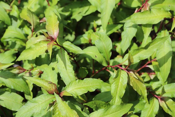 Polygonum hydropiper 'Fastigiatum' (Japanischer Wasserpfeffer)