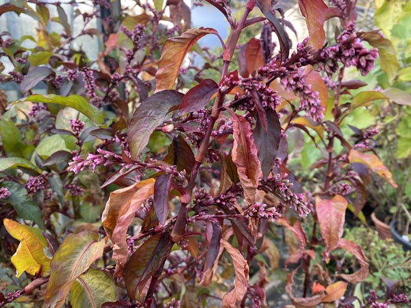 Polygonum hydropiper 'Fastigiatum' (Japanischer Wasserpfeffer)