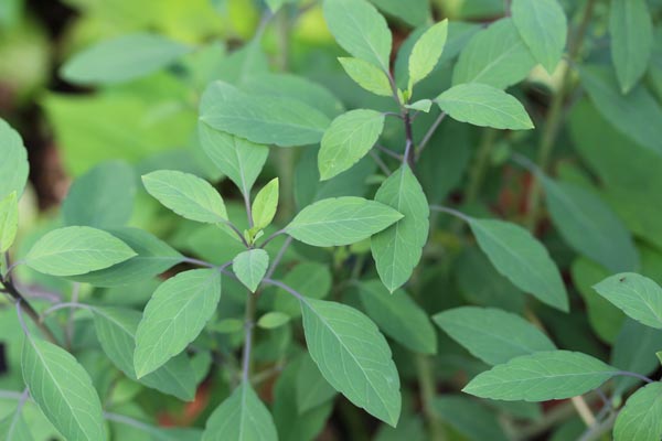 Porophyllum ruderale (Quillquina)