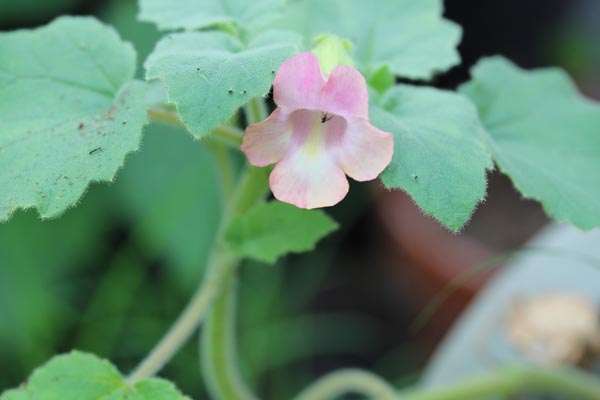 Proboscidea louisianica (Teufelklaue)