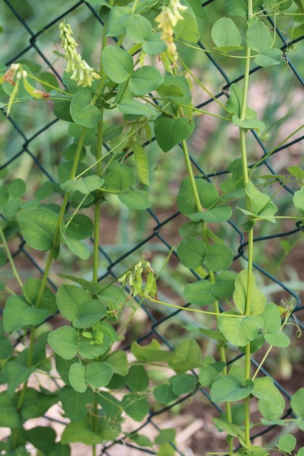 Vicia pisiformis (Erbsen-Wicke)