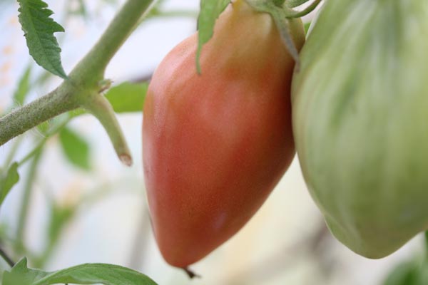 Solanum lycopersicum (Tomate, 'Cuor di Bue')