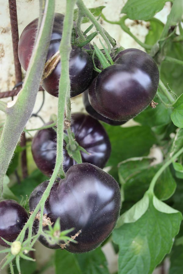 Solanum lycopersicum (Tomate, 'Black Beauty')