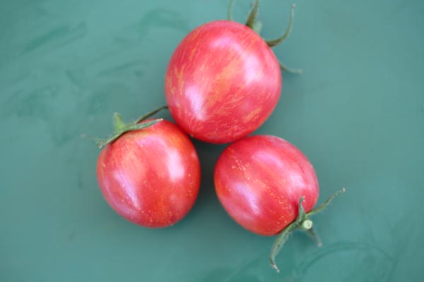 Solanum lycopersicum (Tomate, 'Shimmeig Creg')