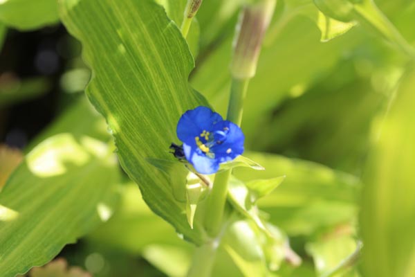 Commelina coelestis 'Hopleys Variegated' (Panaschierte Tagblume)
