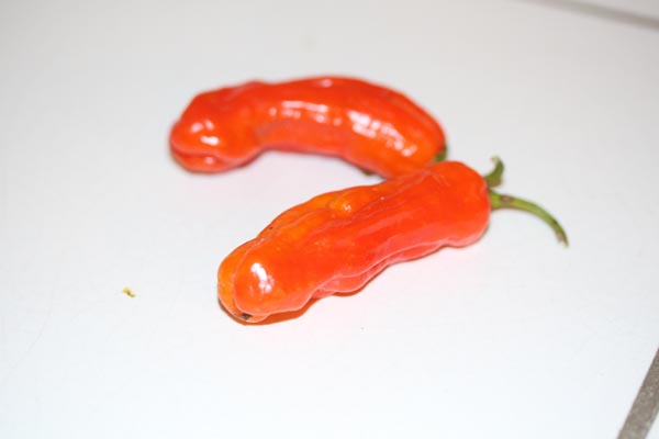 Capsicum annuum (Chili, 'Shishito')